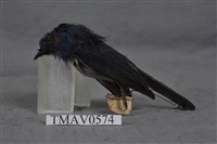 藏品(黑枕藍鶲)的圖片